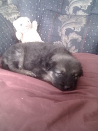MILU